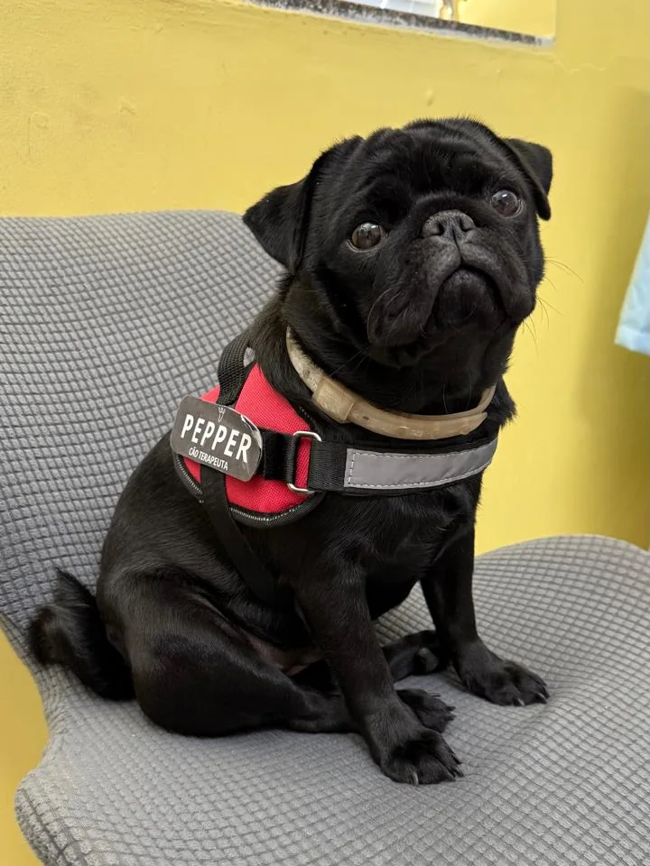 Atendimento de Terapia Assistida por Animais no Instituto Fonnare